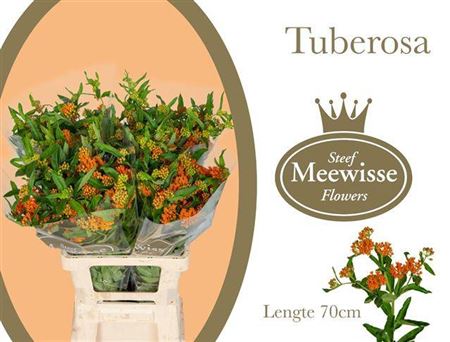 Ascl Tuberosa