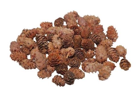 Pinecone Baby Spruce 2-3cm