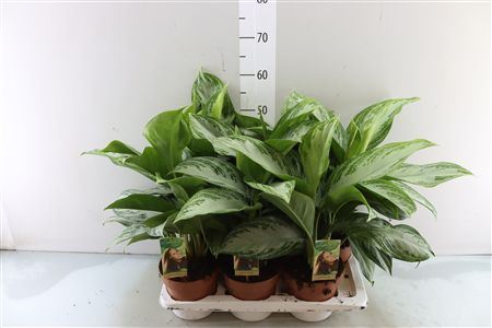 Aglaonema Silver Bay