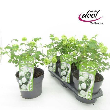 Vibu Op Roseum