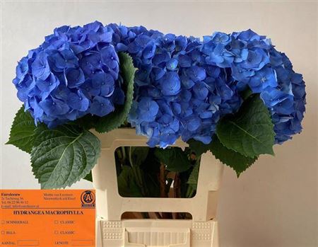 Hydr M Bela Blauw