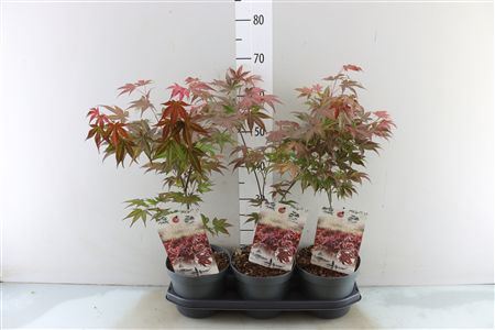 Acer Pa Atropurpureu
