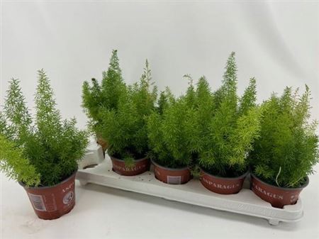 Asparagus Myers
