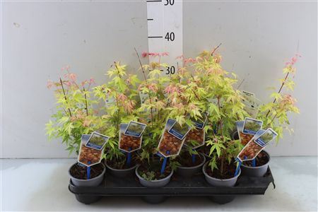 Acer Pa Katsura
