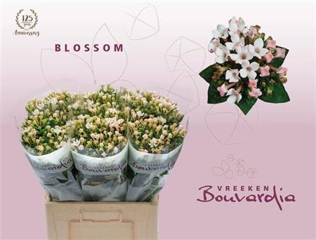 Bou En Blossom Blush
