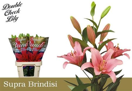 Li La Brindisi