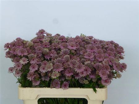 Astrantia Rosita