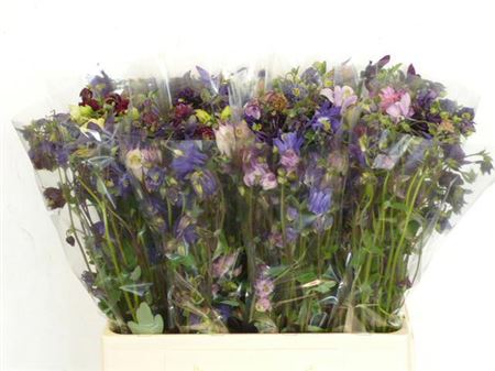 Aquilegia Gem Bs