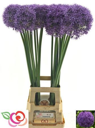 Allium Globemaster