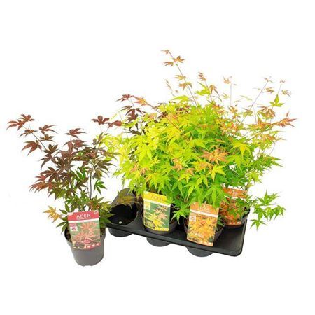 Acer Palmatum Mix