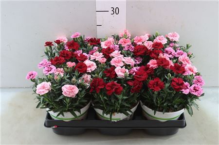 Dianthus Oscar Trixi P15