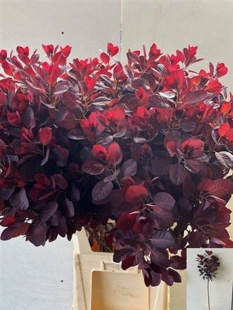 Cotinus C Royal Purple