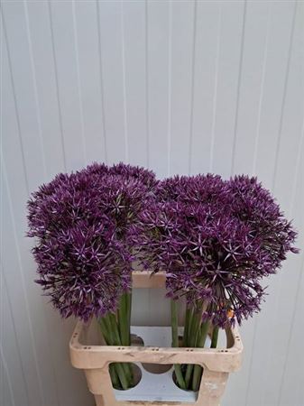 Allium Grootbloemig Atlas