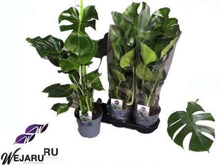 Monstera Deliciosa