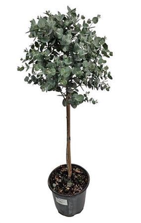 Eucalyptus Gunnii Stem