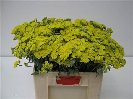 Achillea Moonshine