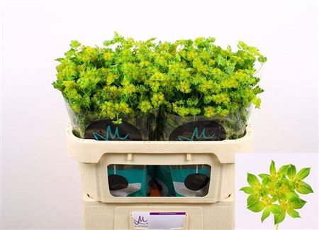 Bupleurum Rotundifolium