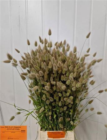 Lagurus Ovatus P Bos