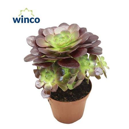 Aeonium Bushing Beauty