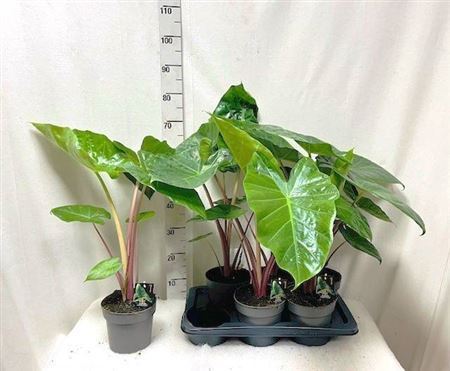 Alocasia Imperial Pink