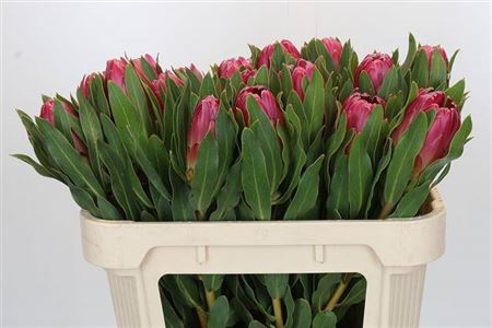 Protea Brenda