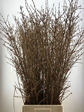 Forsythia Spectabilis