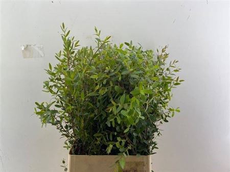 Euc Parvifolia P Bs