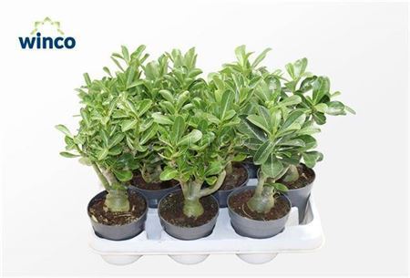 Adenium Obesum (caudex)