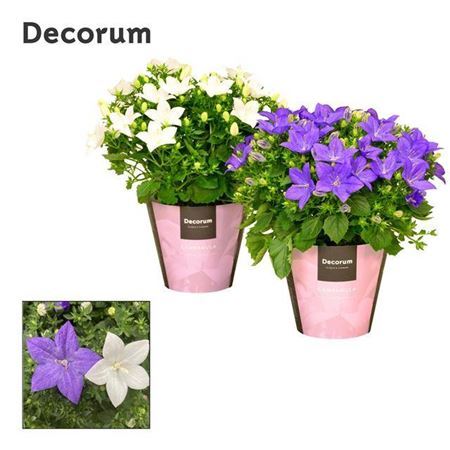 Campanula Blauw Wit Mix Stefan's Favorites