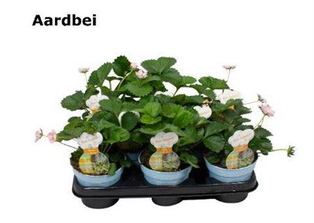 Aardbeien