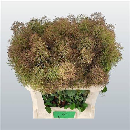 Cotinus C M Gr Fountain