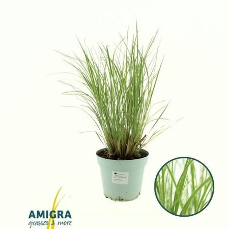 Schizachyrium Scoparium
