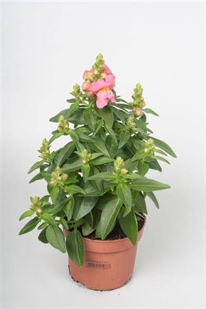Antirrhinum Majus Rose