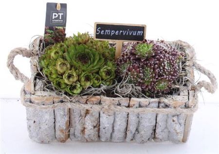Arr Sempervivum Hout