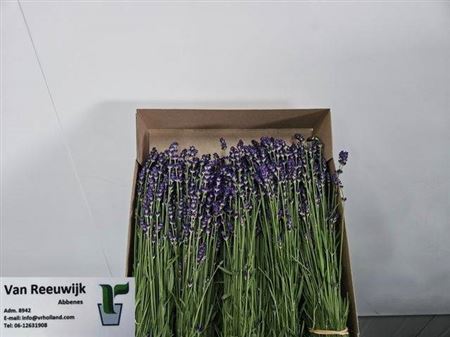 Lavandula Angust Bos