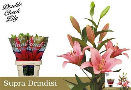 Li La Brindisi Pink
