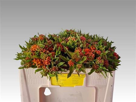 Ascl Tuberosa