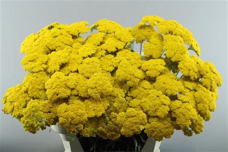 Achillea F Park Variety