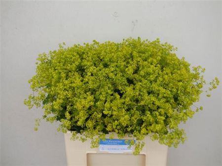 Alchem M Robustica
