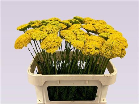 Achillea F Park Variety A2
