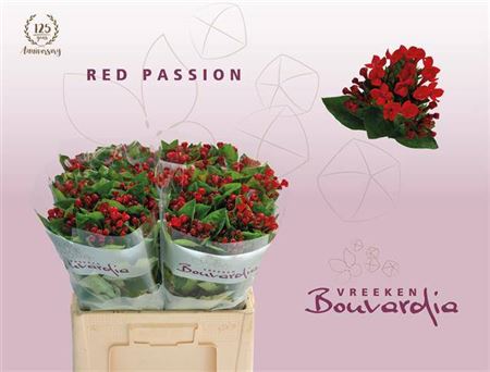 Bou En Red Passion