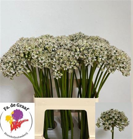 Allium Nigrum
