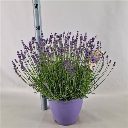Lavan An Essence Purple