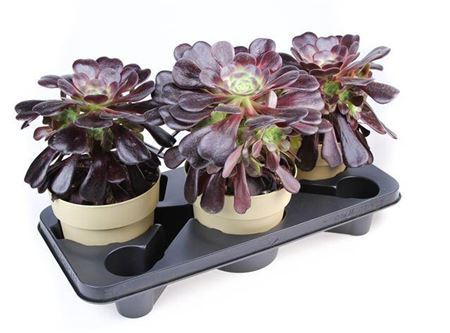 Aeonium Arboreum Black