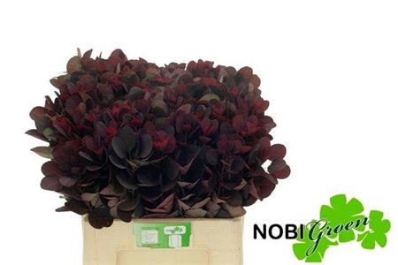 Cotinus Coggygria Rp