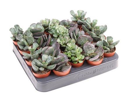 Adromischus Gemnegd
