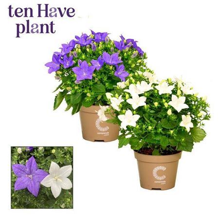 Campanula Blauw Wit Mix