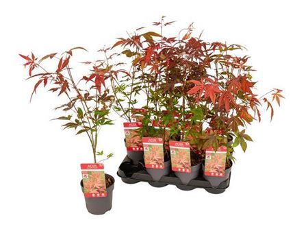 Acer Pa Atropurpureu