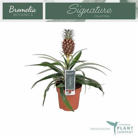 Ananas Rosita