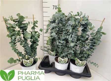 Eucalyptus Cinerea Rek